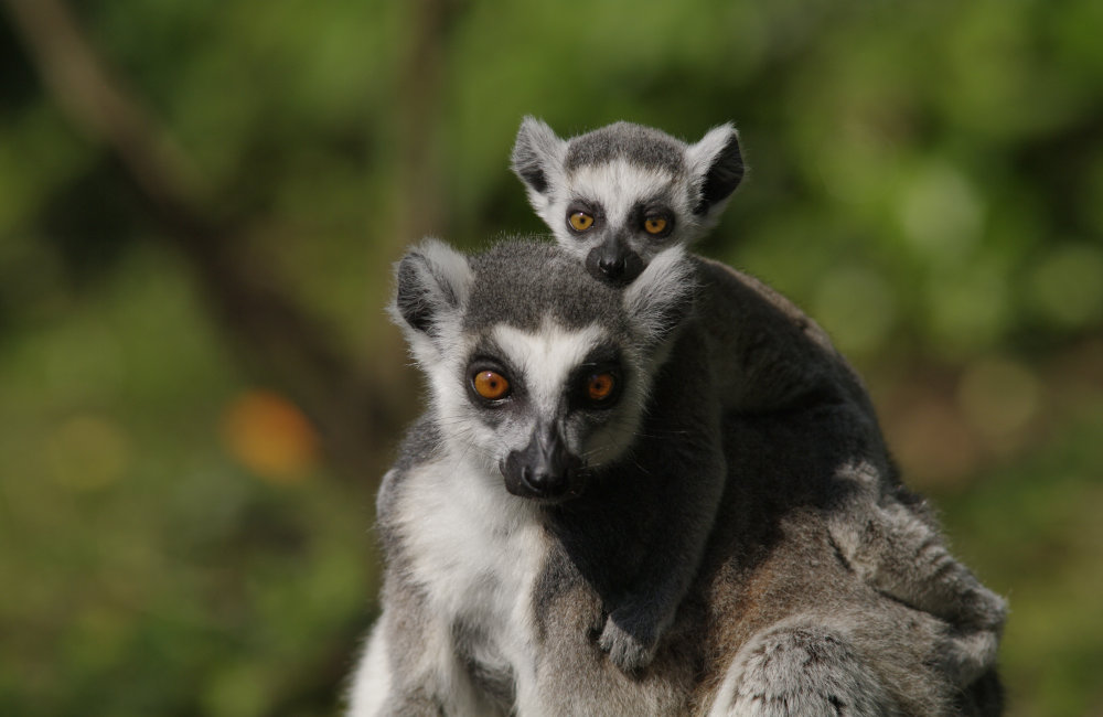 Ring tailed lemurs at the Wildlife Oasis