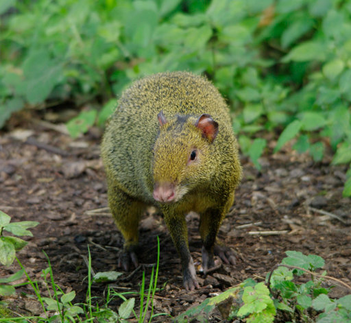 Azara's agouti