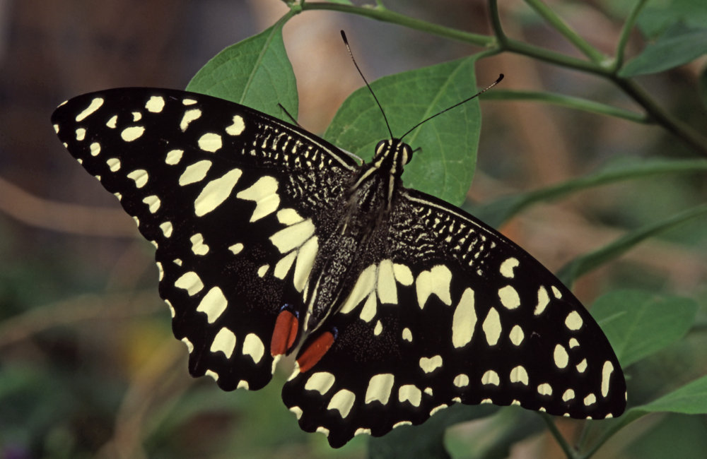 The butterfly hall at the Wildlife Oasis