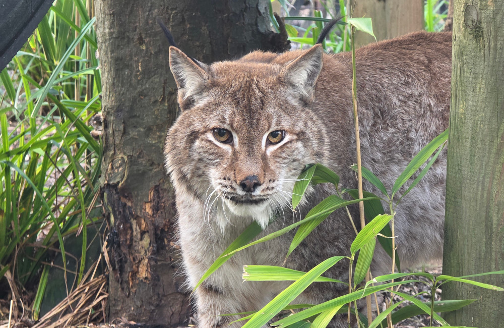 A Eurasian lynx at the Wildlife Oasis