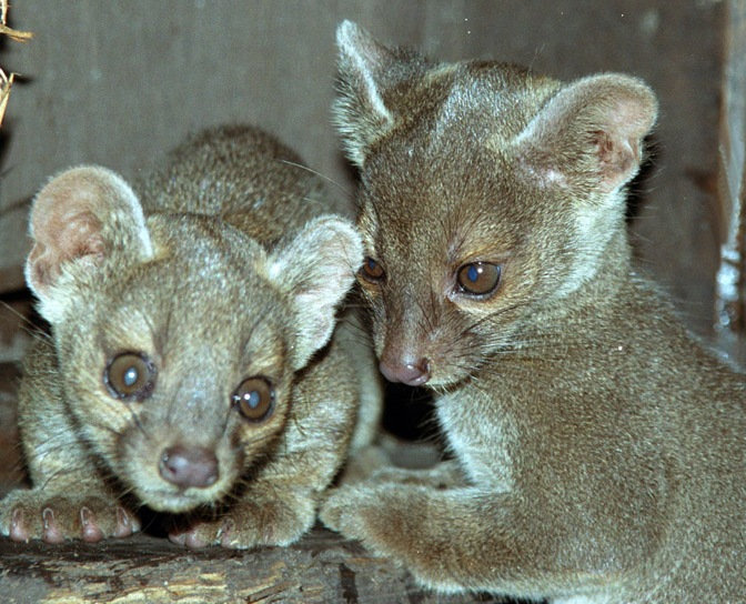 Young fossas born at the Wildlife Oasis