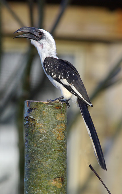 Von der Decken's hornbill