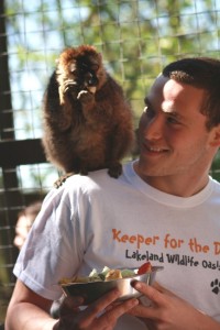 A keeper hard at work feeding a brown lemur