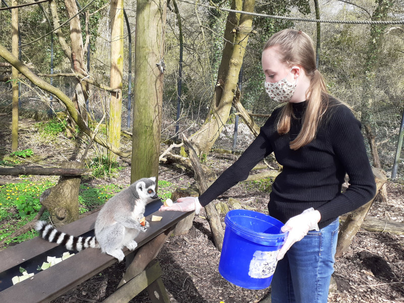 A ringtailed lemur being hand-fed