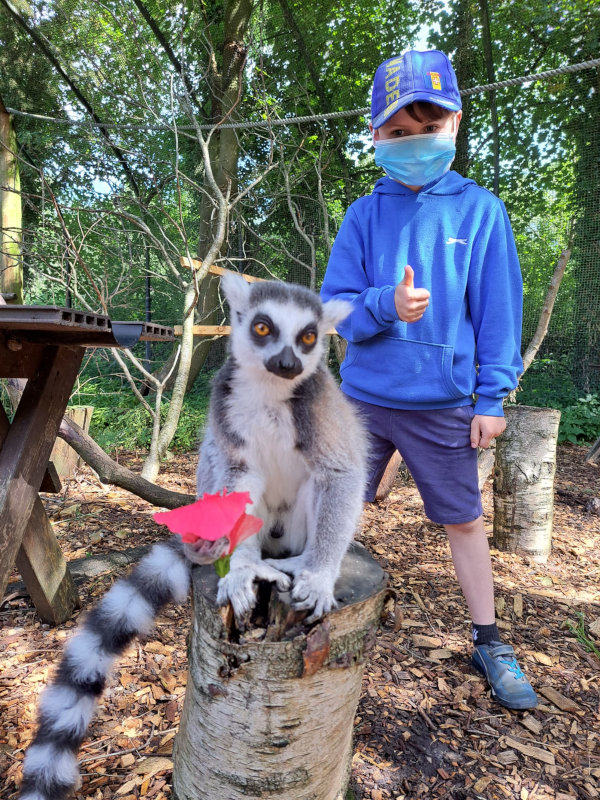 A young boy giving a thumbs-up behind a ringtailed lemur holding food