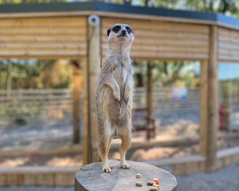 A curious meerkat