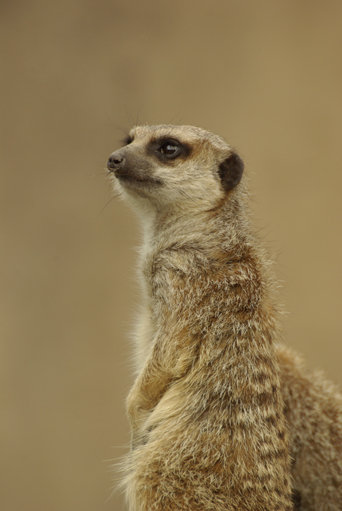 A meerkat