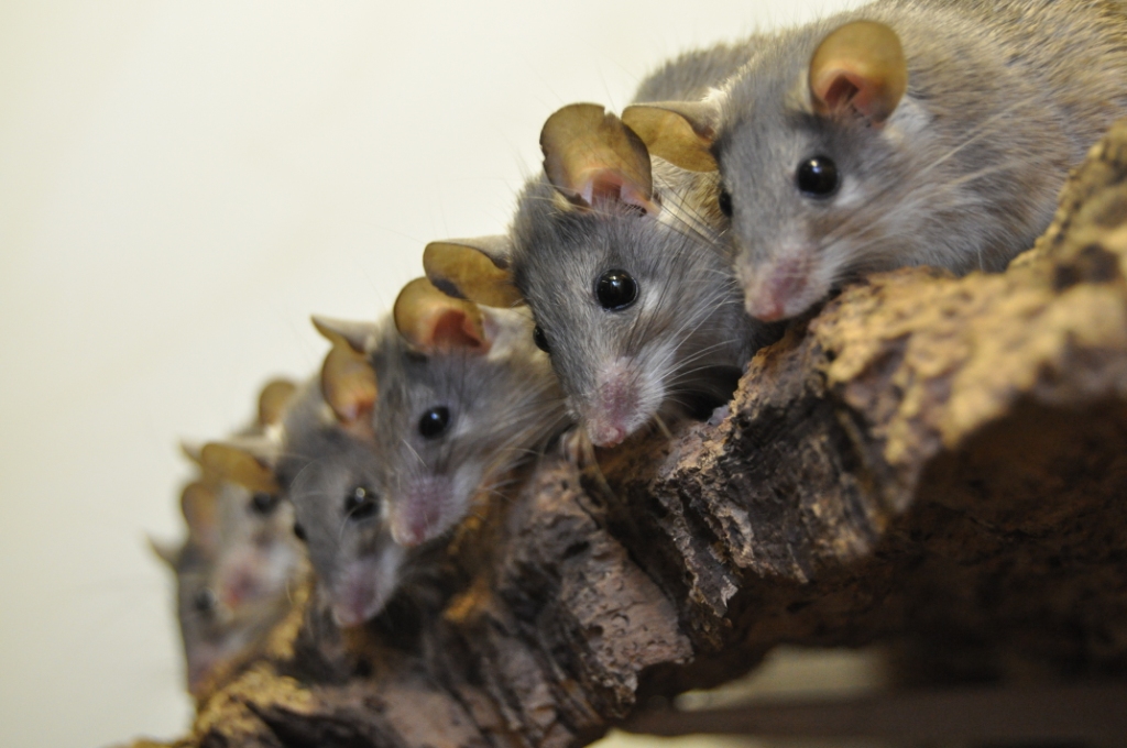 Cairo Spiny Mice