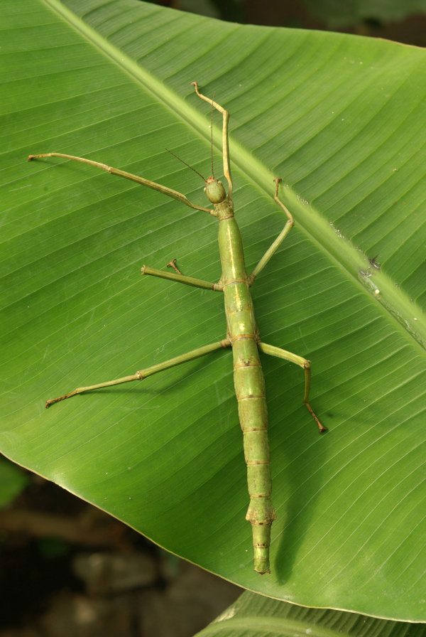 A stick insect