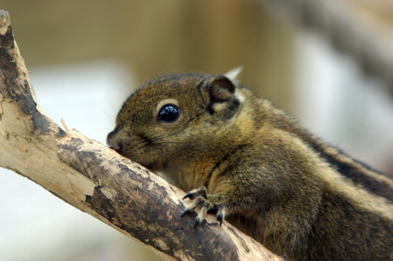 Swinhoe's striped squirrel