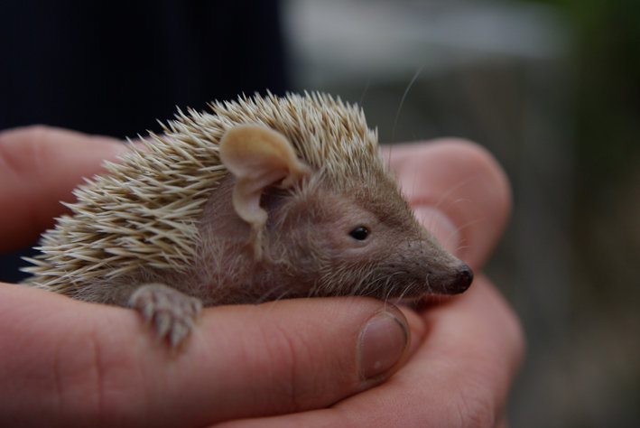 Lesser Madagascar hedgehog tenrec