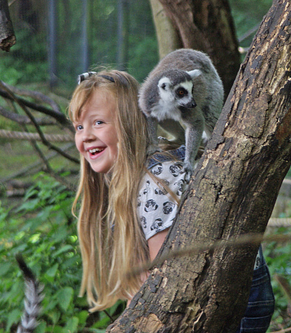 A young visitor gets to know one of our ring-tailed lemurs