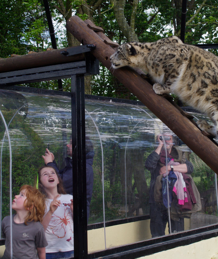 A family gets up close to a snow leopard